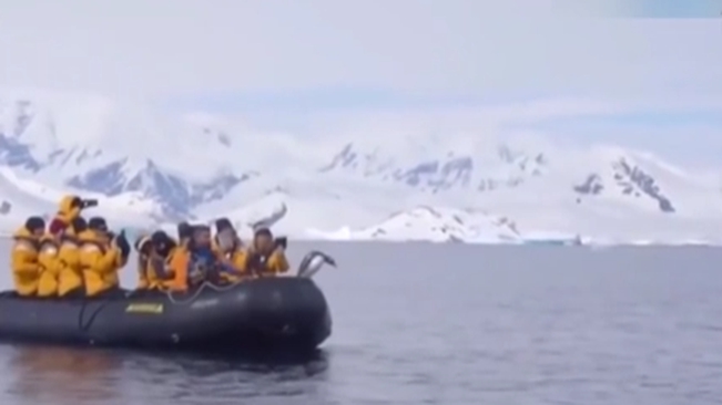 幸运！鲸口脱险 南极企鹅跳上过路游船