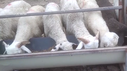 滄州發布：瘦肉精羊肉涉事企業負責人已被控制