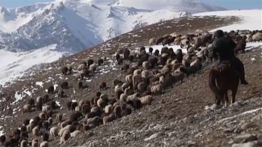 新疆：春季转场季 牧民踏上迁徙路