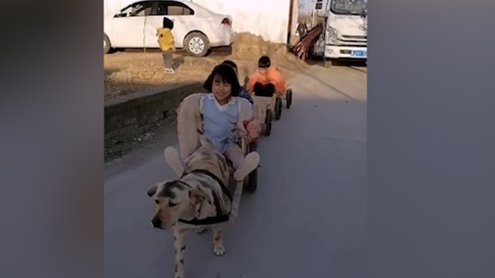 男子给孩子做缩小版小火车，家里的狗狗做动力拉着孩子上学