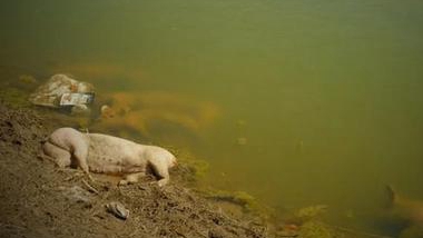 黄河大堤出现死猪：已做无害化处理 正提取水样