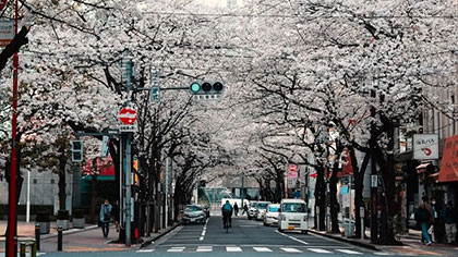 日本：樱花季到来 引发疫情反复担忧