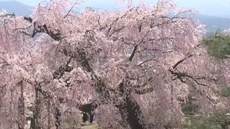 日本一棵350年樹齡櫻花盛開