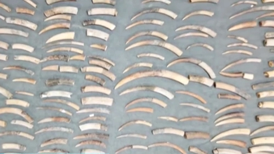 广东广州：特大象牙走私案最后一名主犯被逮捕