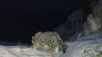 青海：红外相机连续记录雪豹活动影像