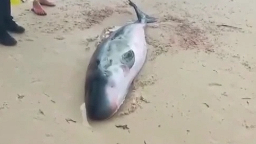 海南文昌：抹香鲸幼鲸搁浅海滩 警民联手救援
