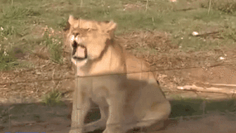 叫停！南非拟禁止圈养狮子供狩猎行为
