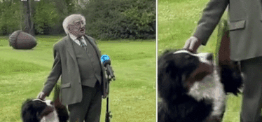 爱尔兰总统接受采访 爱犬全程抢镜