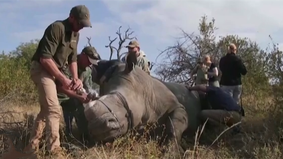 南非人工“割角”保护偷猎者觊觎下的野生犀牛