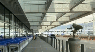 新加坡：樟宜机场多人感染 航站楼暂停对外开放