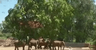 以色列：防空警报响起 母象围城一圈保护小象