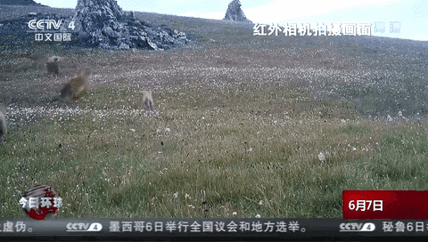 甘肅肅南：首次發現14只豺活動影像