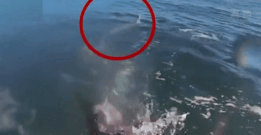澳男子衝浪遭遇鯊魚尾隨 用腳蹼將其擊退