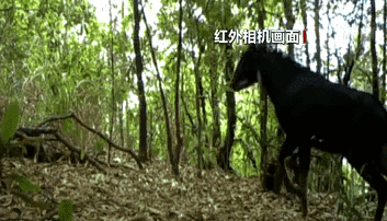 云南西双版纳：生物多样性调查获得珍稀野生动物影像