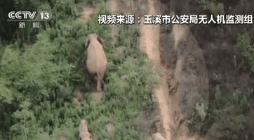 雲南：“象”往何處——偶遇山雞 成年大象瞬間警戒保護象寶寶
