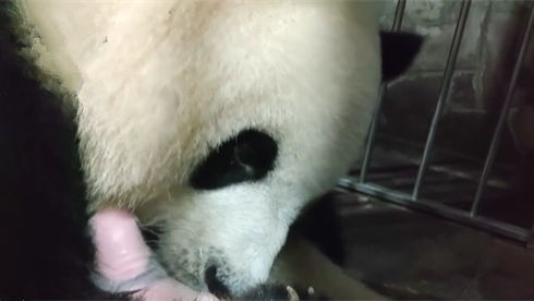 重庆：圈养大熊猫莽仔产下双胞胎