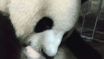 重庆：中国圈养大熊猫莽仔产下双胞胎