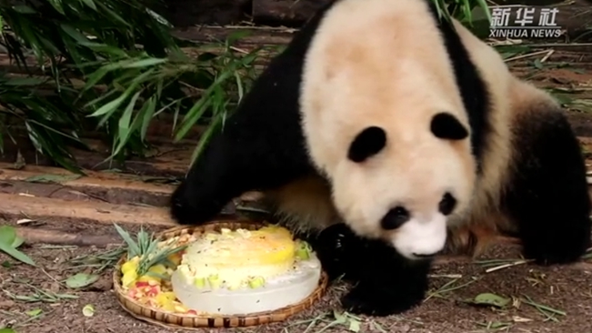 大熊猫“奇一”七一过生日