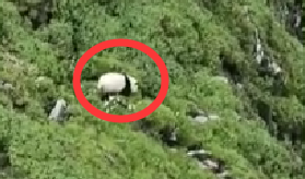 四川松潘：村民偶遇大熊猫下山饮水