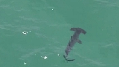 日本福岡縣近海現十幾頭錘頭鯊