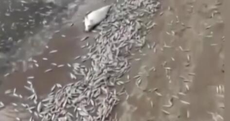 調查！藍綠藻爆發 俄多地魚類大規模死亡