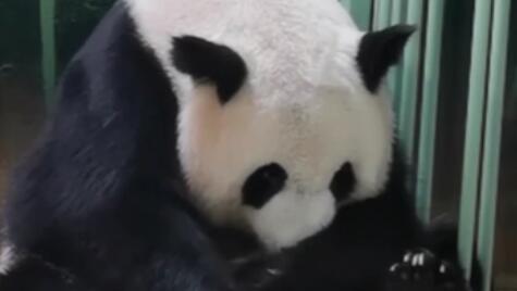 旅法大熊猫“欢欢”产下双胞胎幼仔