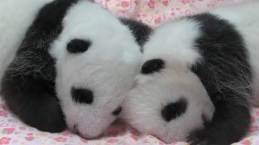 日本动物园龙凤胎大熊猫宝宝公开征名