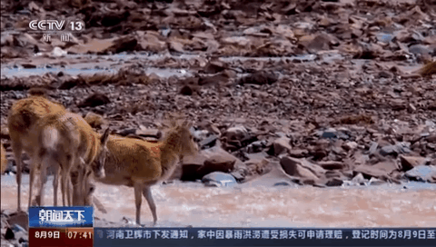 記者野外探訪小藏羚羊的“回家之路”