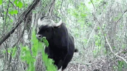 云南糯扎渡自然保护区拍摄到亚洲野牛幼崽珍贵视频