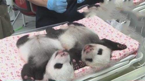 出生50天 旅日大熊猫双胞胎茁壮成长