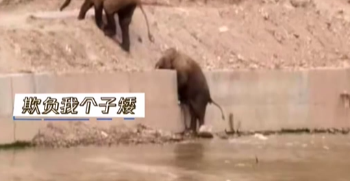 云南 ：大象旅行团的“尴尬瞬间”
