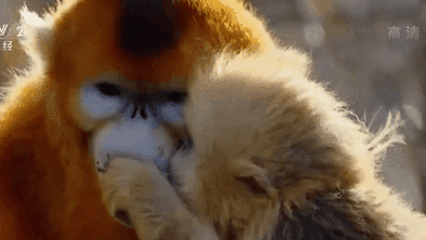 神农架：川金丝猴家族&ldquo;新丁兴旺&rdquo;