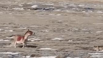 青海：狼群围猎藏野驴 黄河源头上演&ldquo;生死对决&rdquo;