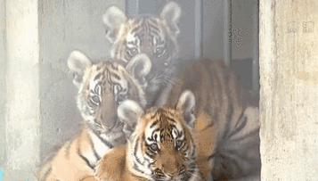 中国华南虎苏州培育基地四只幼崽迎出生百日