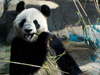 旅日大熊猫震后亮相 东京观众排队等待