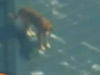 日本小狗海上漂浮三周后获救