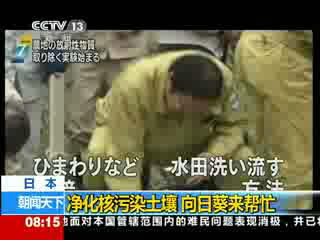 日本：净化核污染土壤 向日葵来帮忙