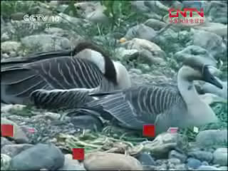 [讲述] 失踪的大雁