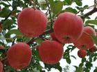 日本：担心苹果滞销 果农自检核辐射