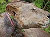 非洲狮颈部被勒无法进食 将悲惨饿死