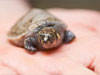 超萌小河龟诞生在人手掌上 濒危引关注