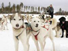 北极特色旅游项目：狗拉雪橇