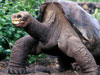 世界最后一只加拉帕戈象龟去世