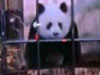 旅日大熊猫“仙女”顺利产下一仔
