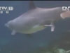 夏威夷：摄像机记录海豚分娩全过程