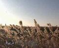 镜头记忆：美丽中国（十三）－－曹妃甸蜕变