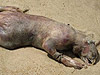 英國海灘現怪獸屍體 全身無毛長有獠牙
