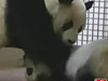 愛丁堡動物園為大熊貓人工受孕