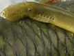 鴨綠江發現珍貴魚種“七鰓鰻”