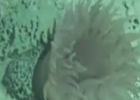 “蛟龍”探海:富鈷結殼區奇妙生物